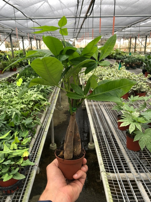 Money Tree 'Guiana Chestnut' Pachira Braid in a greenhouse setting.