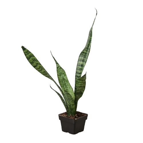 Snake Plant 'Zeylanica' in pot with dark green patterned leaves.