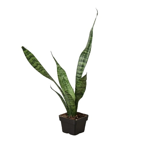 Snake Plant 'Zeylanica' in a pot with dark green patterned leaves.