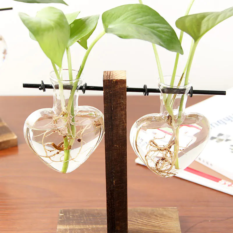 Clear Glass Hydroponic Container for Green Plants