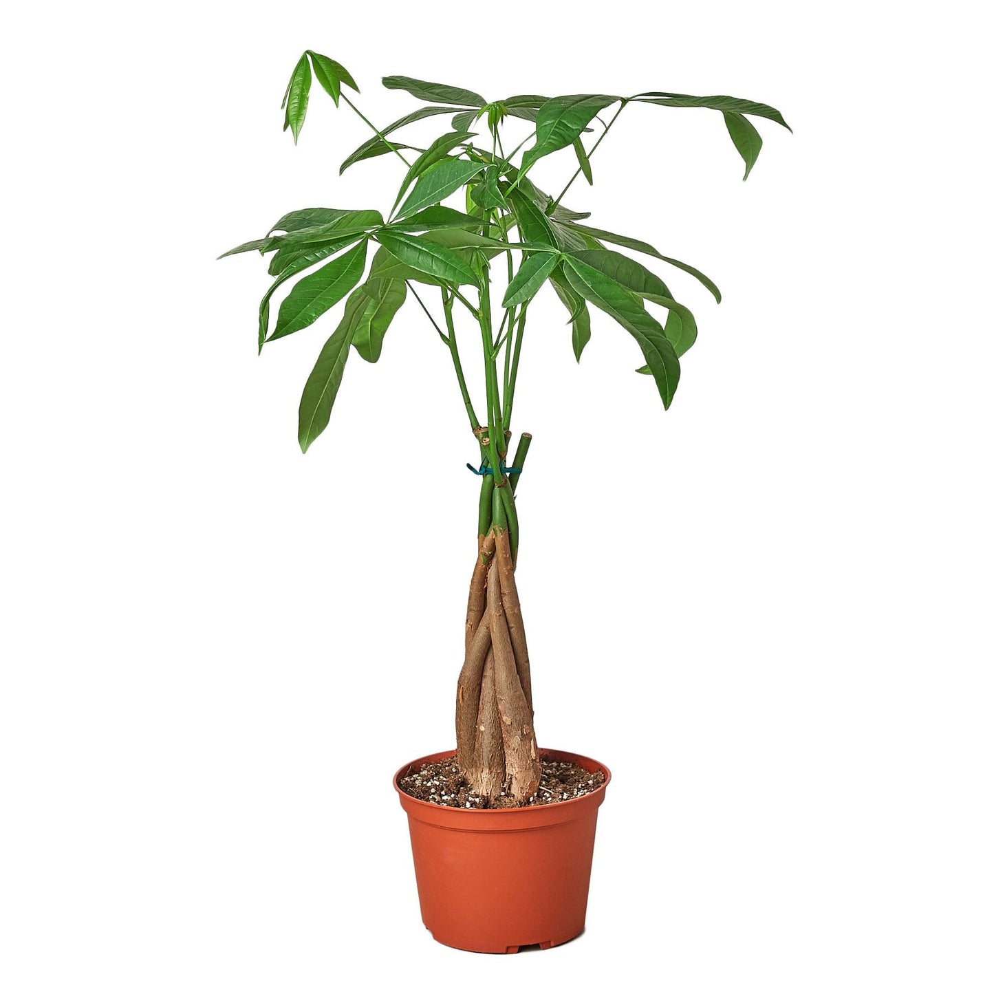 Money Tree 'Guiana Chestnut' with braided trunk in a pot.