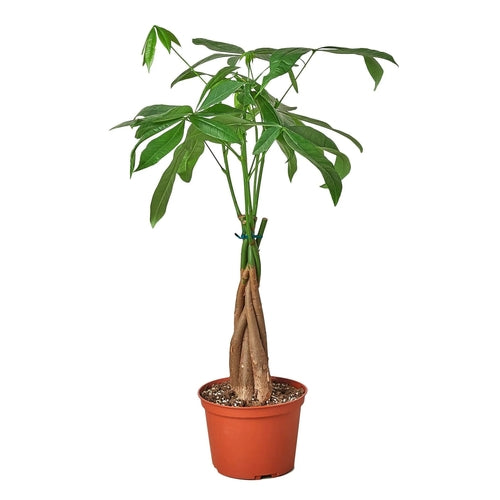 Money Tree 'Guiana Chestnut' Pachira Braid in pot with lush green leaves.