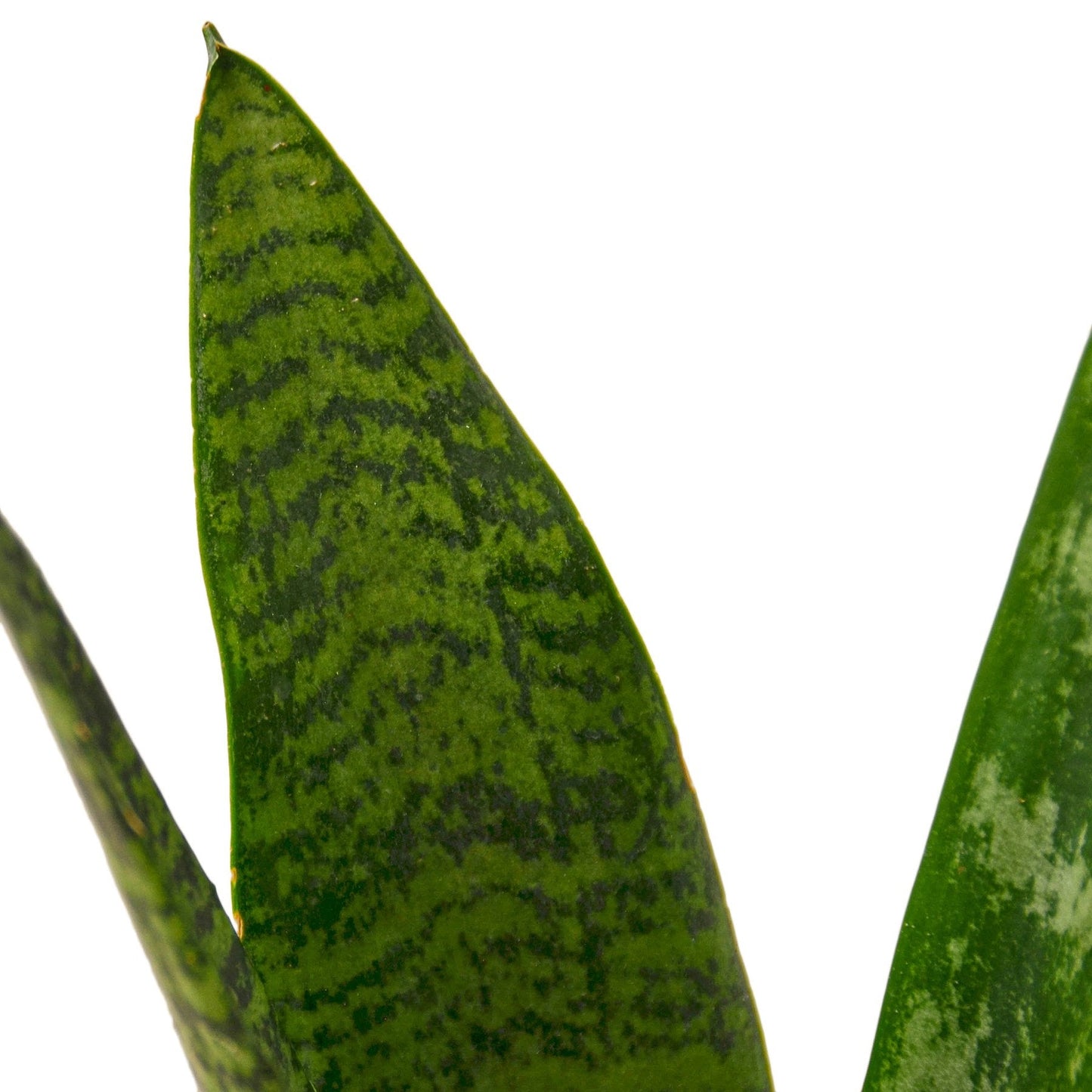 Snake Plant 'Zeylanica' with dark green patterned leaves, Sansevieria Trifasciata close-up.
