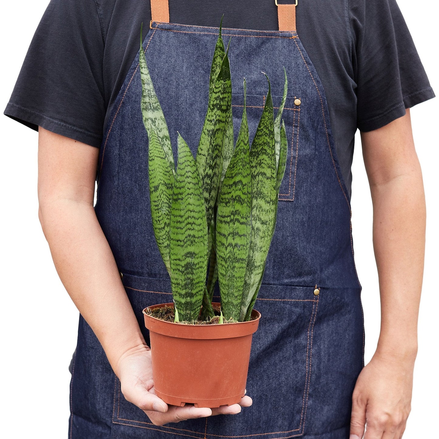 Snake Plant 'Zeylanica' in a pot held by a person wearing a blue apron, showcasing its dark green patterned leaves.
