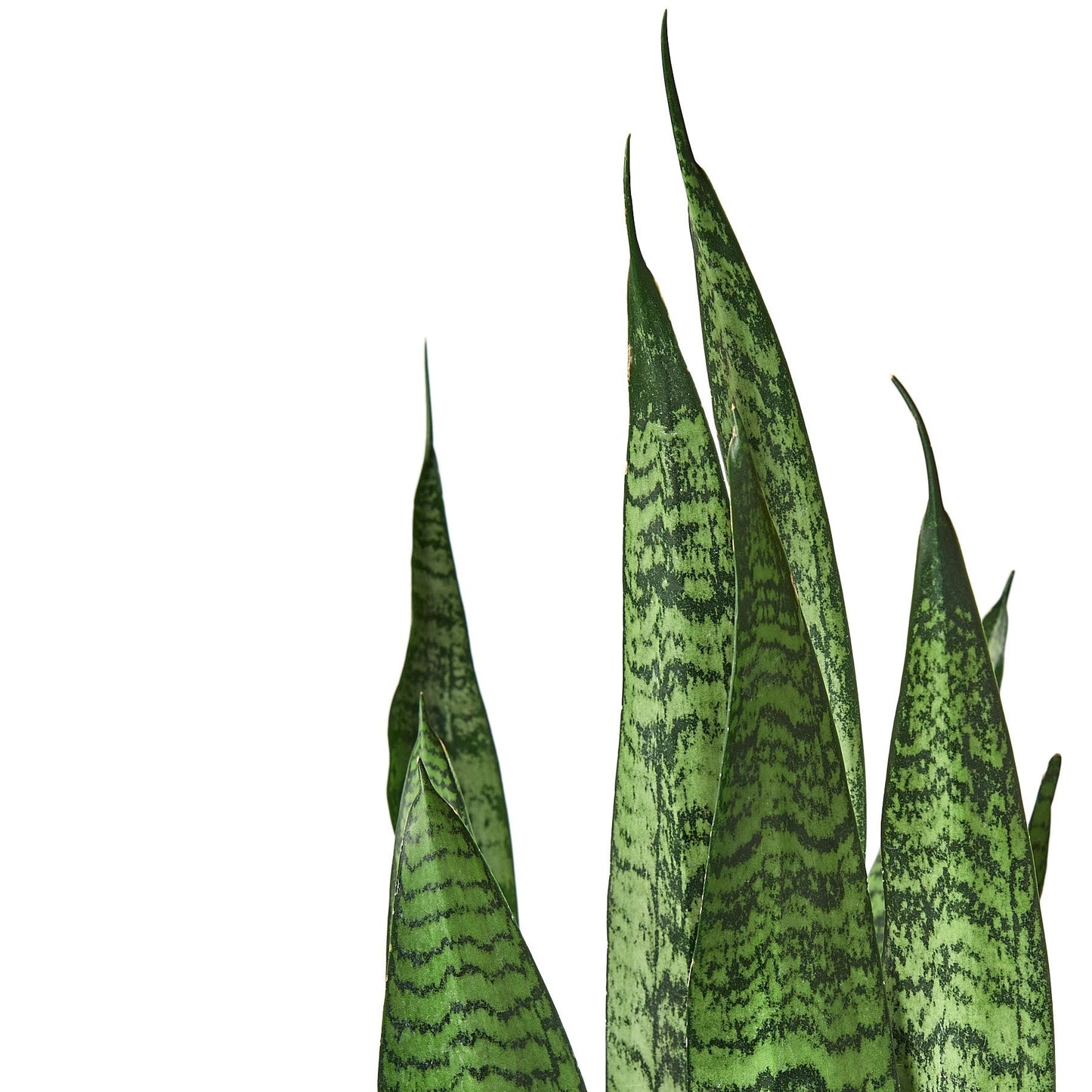 Snake Plant 'Zeylanica' with dark green patterned sword-shaped leaves.