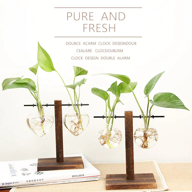 Clear Glass Hydroponic Container for Green Plants
