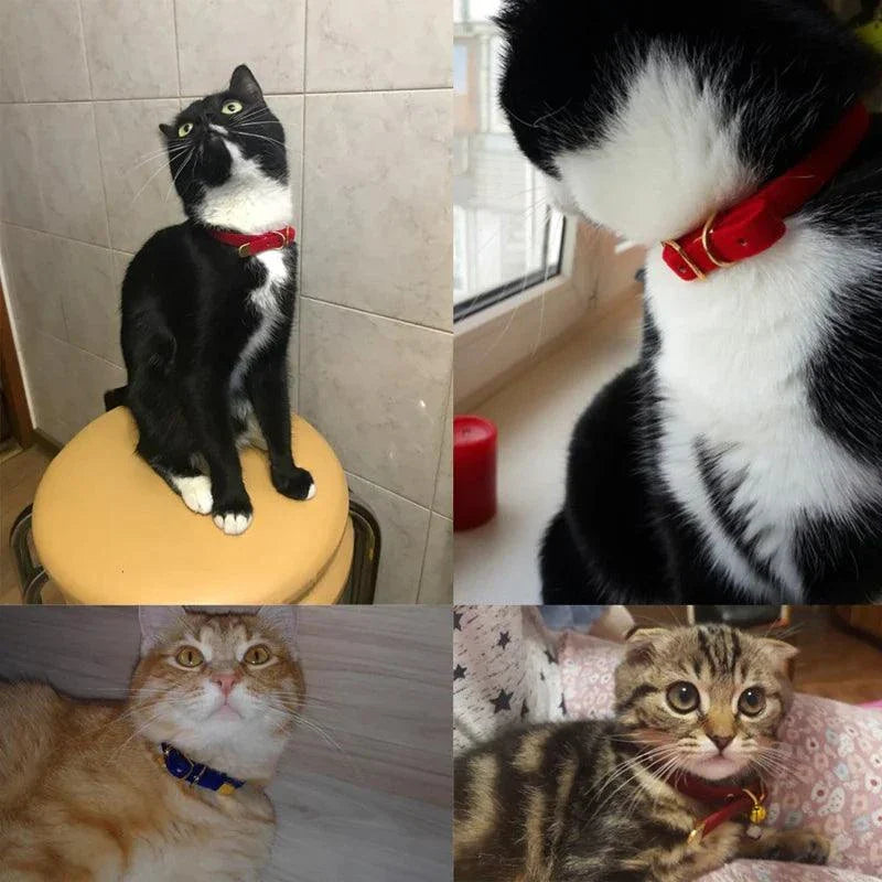 Stylish and safe cat collars with breakaway buckle, various colors and patterns.