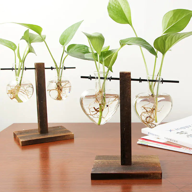 Clear Glass Hydroponic Container for Green Plants