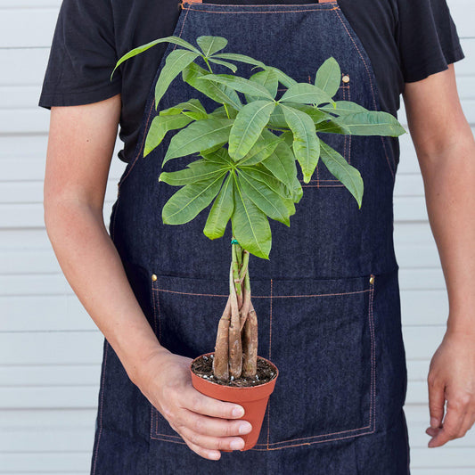 Money Tree 'Guiana Chestnut' Pachira Braid in pot held by a person in a denim apron.