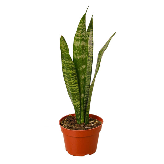 Snake Plant 'Zeylanica' with dark green patterned leaves in a pot.