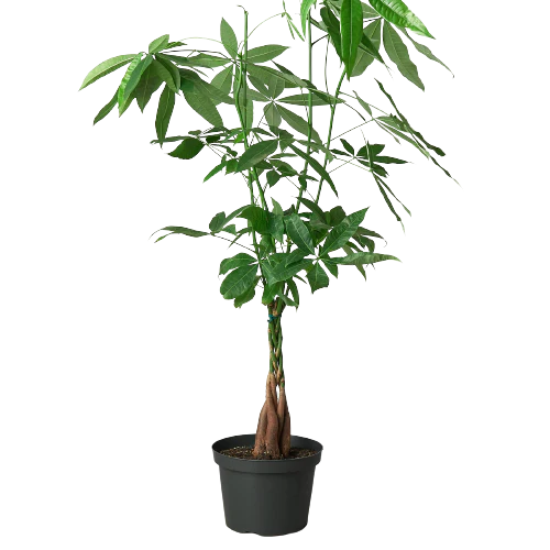 Money Tree Pachira aquatica in black pot with braided trunk and bright green leaves.