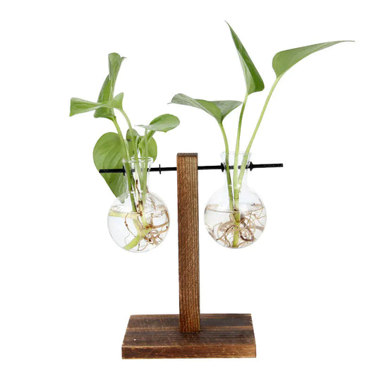 Clear Glass Hydroponic Container for Green Plants