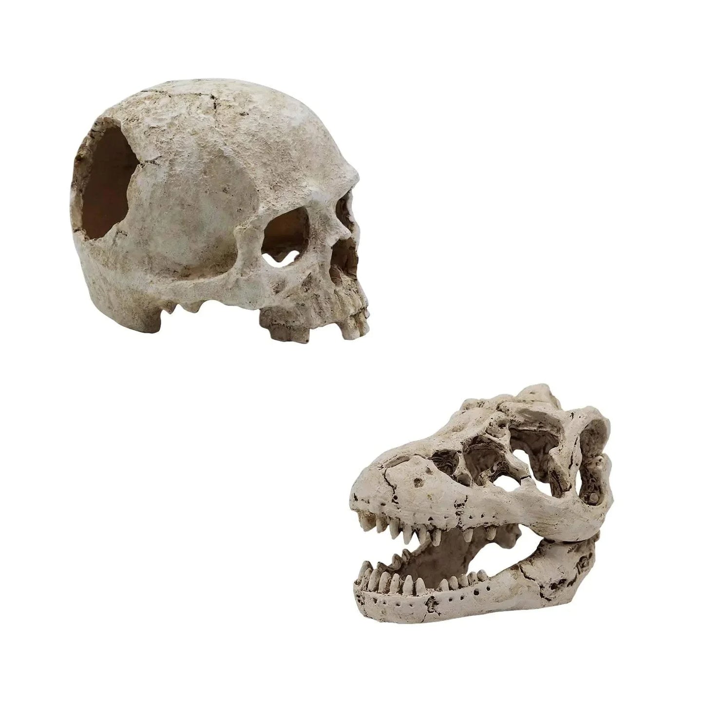 Aquarium Skull Reptile House Decoration with human and dinosaur skulls for fish tank.